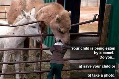 Camel